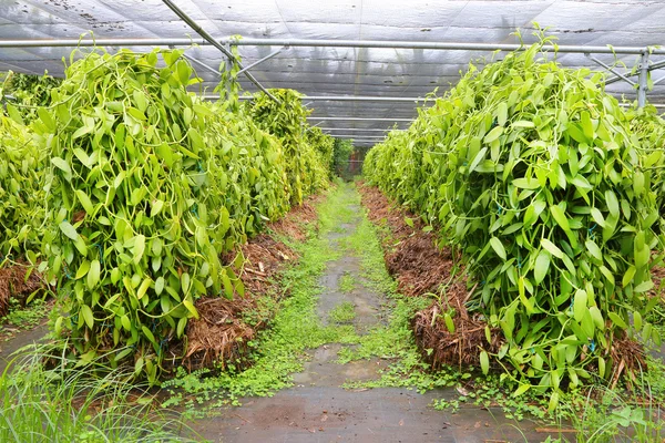 Vanillafarm13
