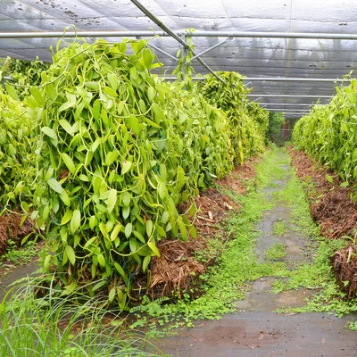 Vanillafarm13square